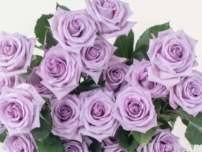 分享十款优秀蓝紫色月季品种(图8) 分享十款优秀蓝紫色月季品种(图8)