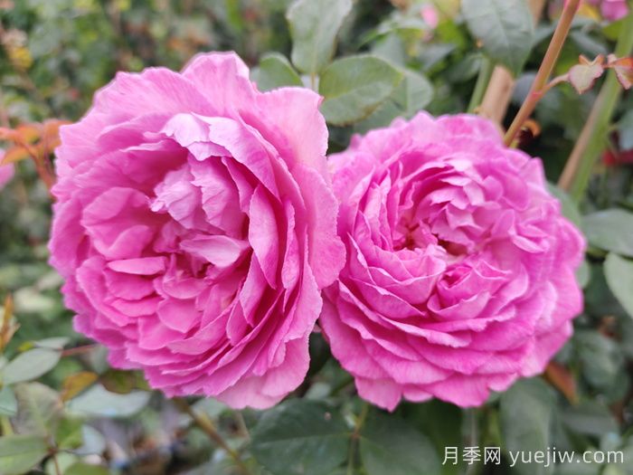 精选35种绝美月季，一个比一个漂亮(图12)