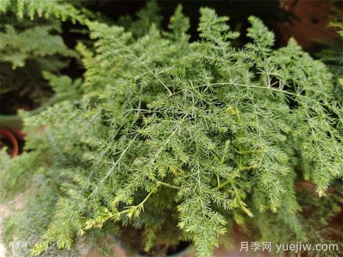 室内观叶植物的冬季养护(图2)