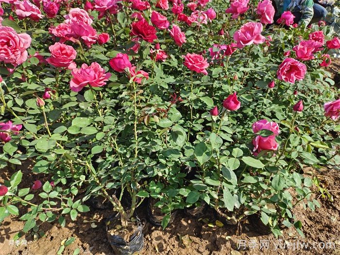 看到盆栽月季一年苗、两年苗该怎么选?(图1) 看到盆栽月季一年苗、两年苗该怎么选?(图1)