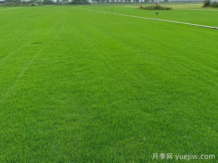 草坪的冬季管理办法(图1)