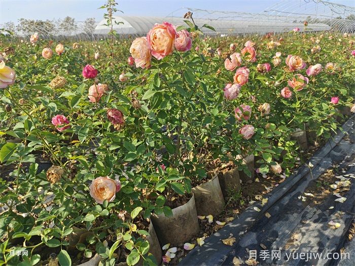 冬季如何给月季浇水?(图1) 冬季如何给月季浇水?(图1)