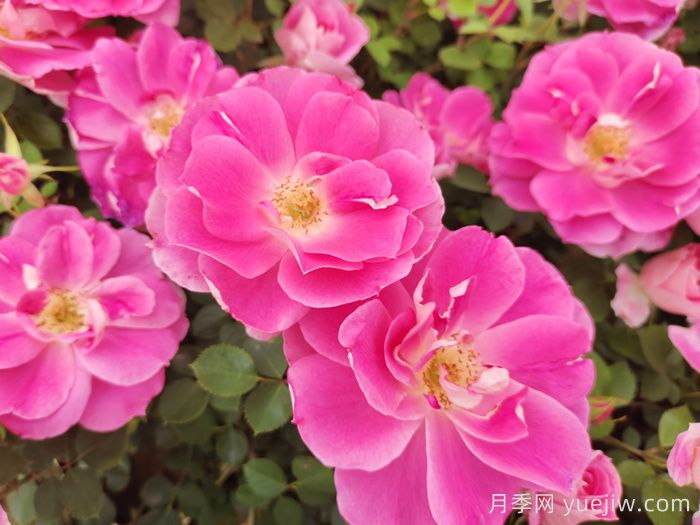 花木产地：长沙浏阳柏加镇(图1)