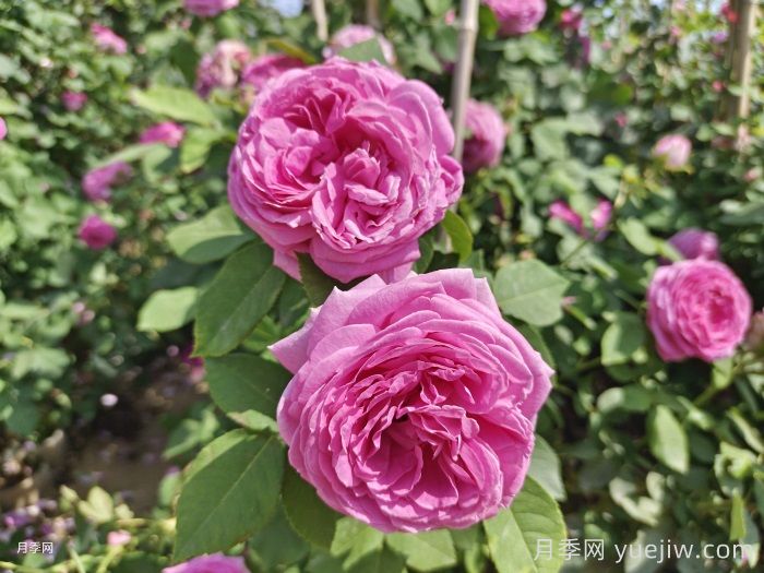 花木城：长沙浏阳国际花木城(图1)