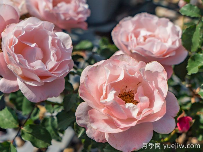 醉芙蓉月季(图3)