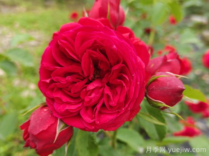 红苹果月季介绍和优缺点(图1) 红苹果月季介绍和优缺点(图1)