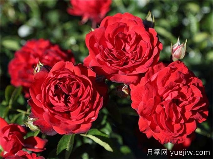 猩红伯尼卡月季介绍和优缺点(图1)