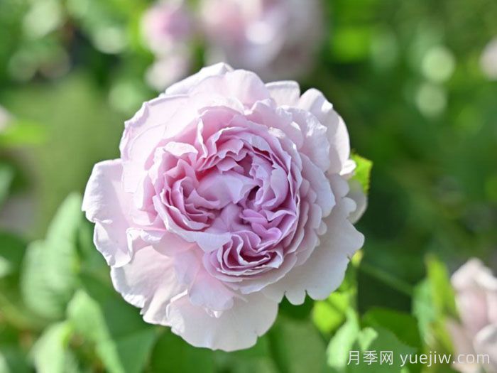 雷米尔月季/雷米尔天使Ramiel(图2)