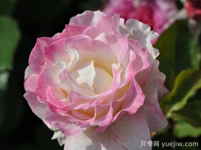 六翼天使炽天使月季/炽天使Seraphim(图4)