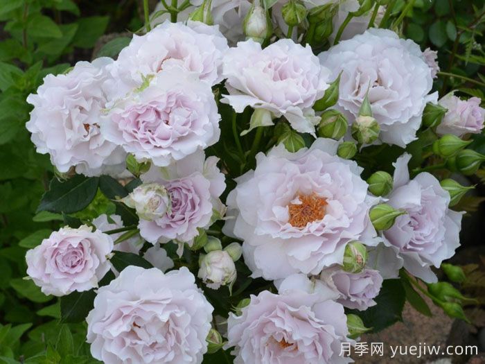 可爱精灵月季/小乖乖月季(图1)