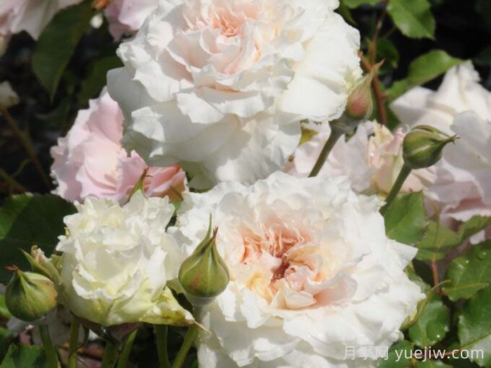 觉醒精灵月季/闹钟/唤醒Reveil(图2)