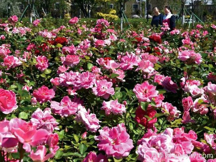 克拉玛依玫瑰市花文化和月季景观(图2)