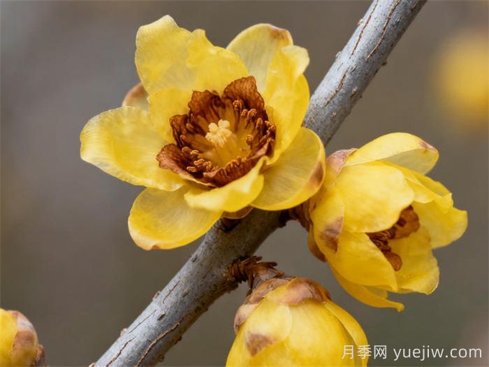 腊梅的养殖方法和注意事项(图1) 腊梅的养殖方法和注意事项(图1)