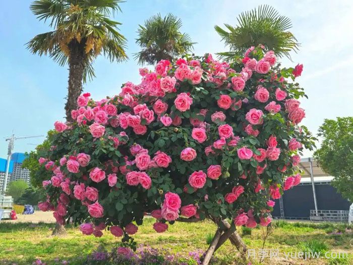 暮秋小阳春,南阳月季又迎来一波盛花期(图1) 暮秋小阳春,南阳月季又迎来一波盛花期(图1)