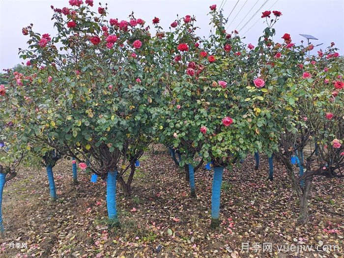 园林树木冬季修剪的技术要点(图1) 园林树木冬季修剪的技术要点(图1)