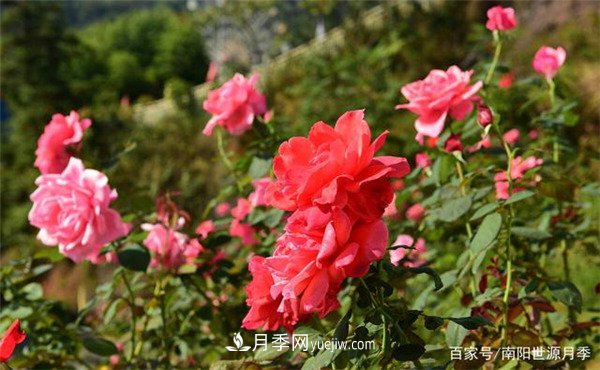 花瓣少的低维护月季到底有哪些优点?(图1) 花瓣少的低维护月季到底有哪些优点?(图1)