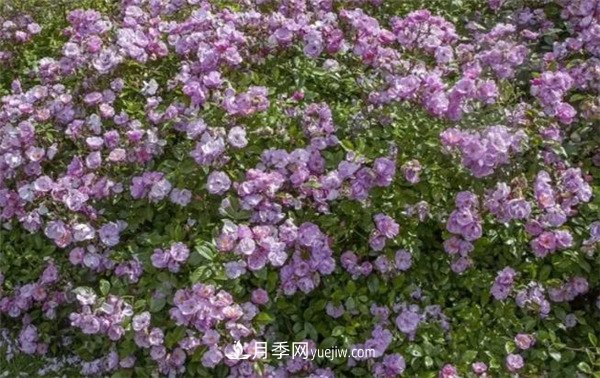花瓣少的低维护月季到底有哪些优点?(图6) 花瓣少的低维护月季到底有哪些优点?(图6)