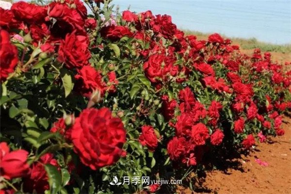 花瓣少的低维护月季到底有哪些优点?(图2) 花瓣少的低维护月季到底有哪些优点?(图2)