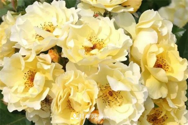 花瓣少的低维护月季到底有哪些优点?(图5) 花瓣少的低维护月季到底有哪些优点?(图5)