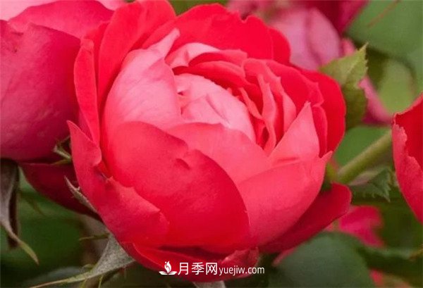 花瓣少的低维护月季到底有哪些优点?(图4) 花瓣少的低维护月季到底有哪些优点?(图4)