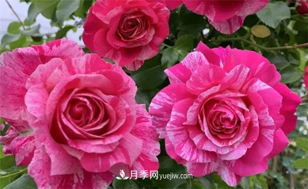 施冬肥，一年中什么时候最适合给月季施肥呢！(图2)