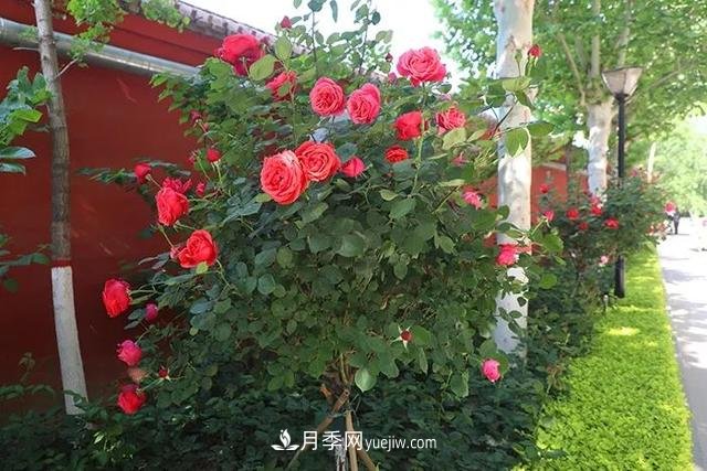 小庭院月季花草养护技巧(图1) 小庭院月季花草养护技巧(图1)