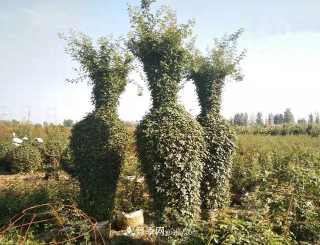 2米造型月季花瓶(图2)