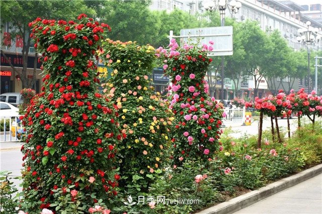 2米造型月季花瓶(图1)