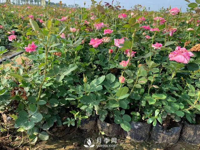 露地栽培月季的水分和施肥管理技术(图1)