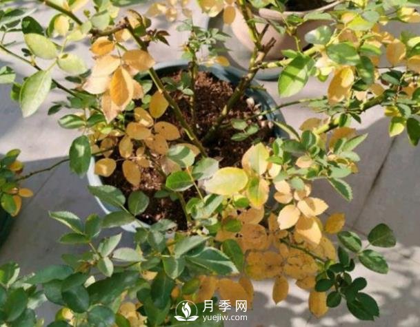 月季从底部开始黄叶是什么原因？(图1)