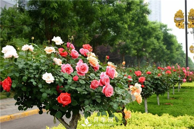 从三个方面来对树状月季进行修剪，坐等月季花开香满园！(图1)