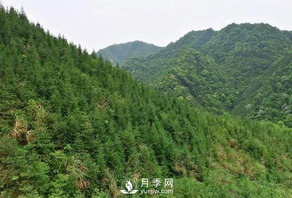 杉木种植蕞易忽略的四个误区,做到这才是会种杉木的苗民(图1) 杉木种植最易忽略的四个误区,做到这才是会种杉木的苗民(图1)