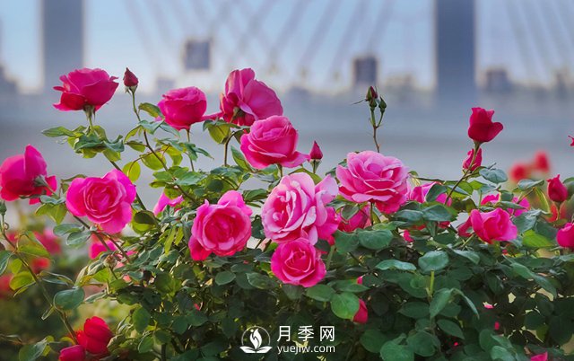 月季霜霉病和病毒病如何防治？月季网告诉你(图1)