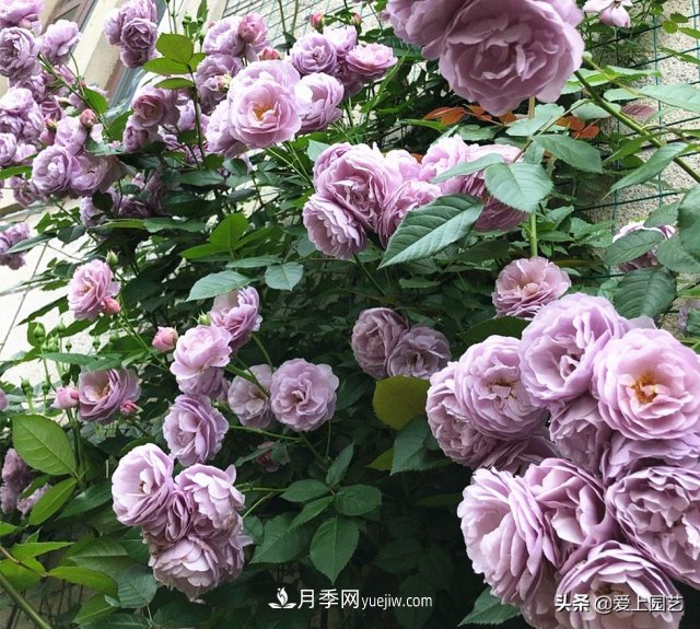 藤月盘扎时经常扎的手疼，推荐无刺的藤本月季品种(图5)