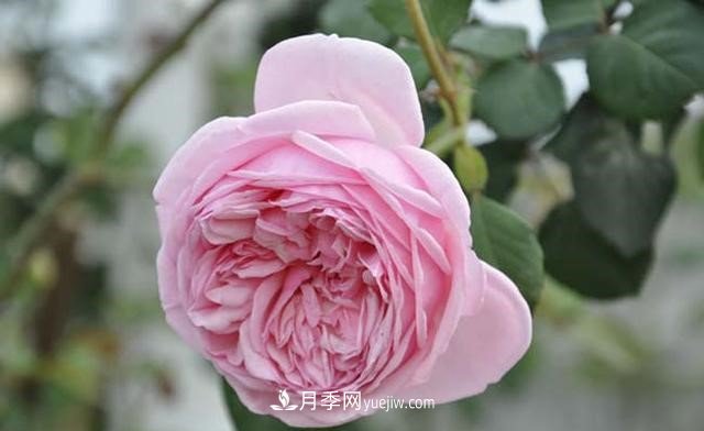 月季花这样养，记住这些诀窍，开花红艳艳(图2)