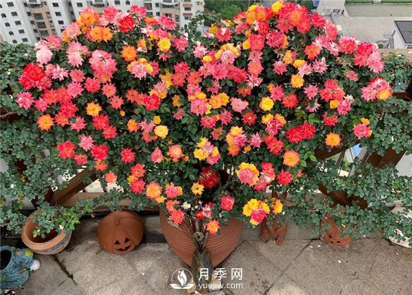 藤彩虹月季 藤彩虹月季的优缺点是什么?(图1)