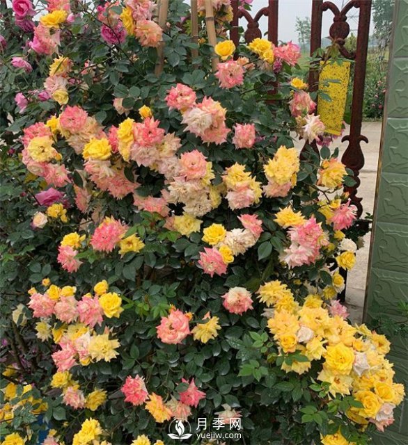 360截图20200725110957696.jpg 藤彩虹月季的优缺点是什么?(图3)