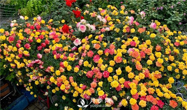 藤彩虹月季 藤彩虹月季的优缺点是什么?(图2)