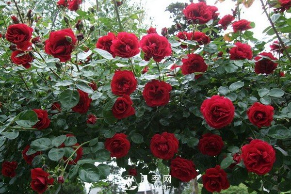 藤本月季哪些品种好？(图3)