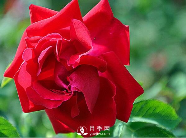 藤本月季品种推荐(图2)