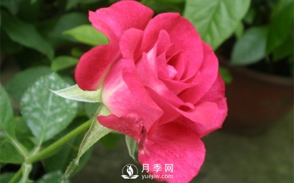 切花月季未来市场前景如何？(图1)