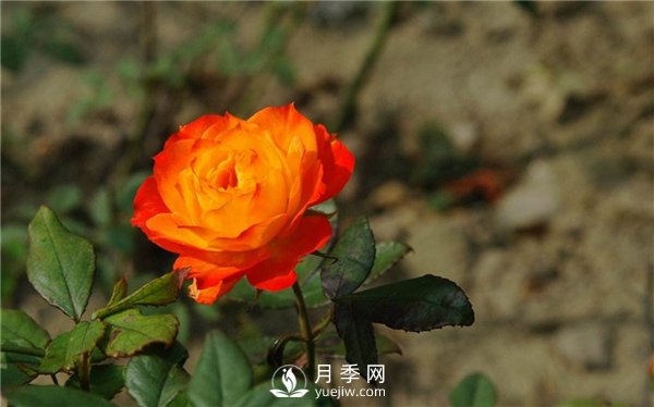 切花月季未来市场前景如何？(图3)