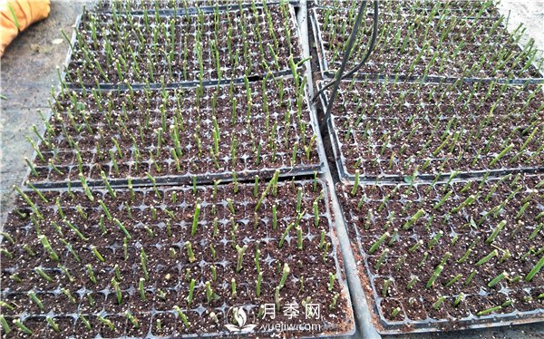 扦插的月季花，怎么样才能快速生根？(图1)