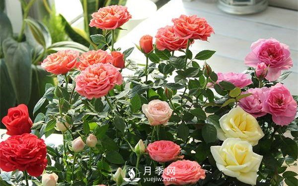 盆花月季换盆的方法和注意事项(图2)