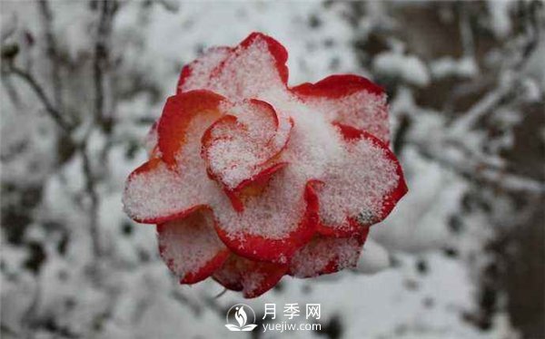 月季冬天会冻死吗？月季花怎么过冬？月季的安全越冬方法介绍！(图3)