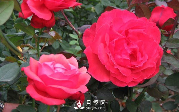 莫海姆月季的种植方法实用介绍(图2)