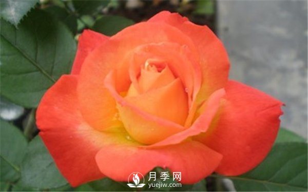 莫海姆月季的种植方法实用介绍(图3)