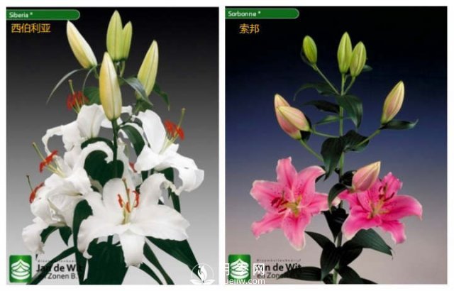 浙江成功引种玫瑰百合，它究竟是月季，还是百合？(图5)