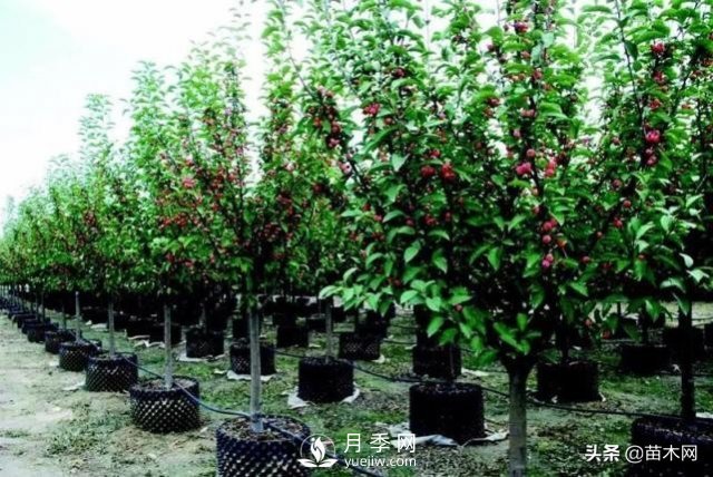 容器苗越来越炙手可热的原因(图1)