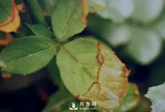 花木惨遭药害怎么办？这里有妙招(图1)